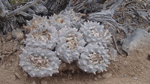 Peyote