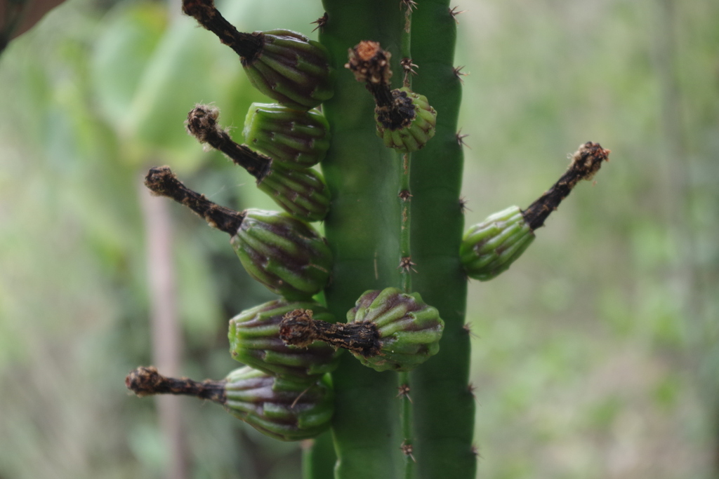 Samaipaticereus herrerae