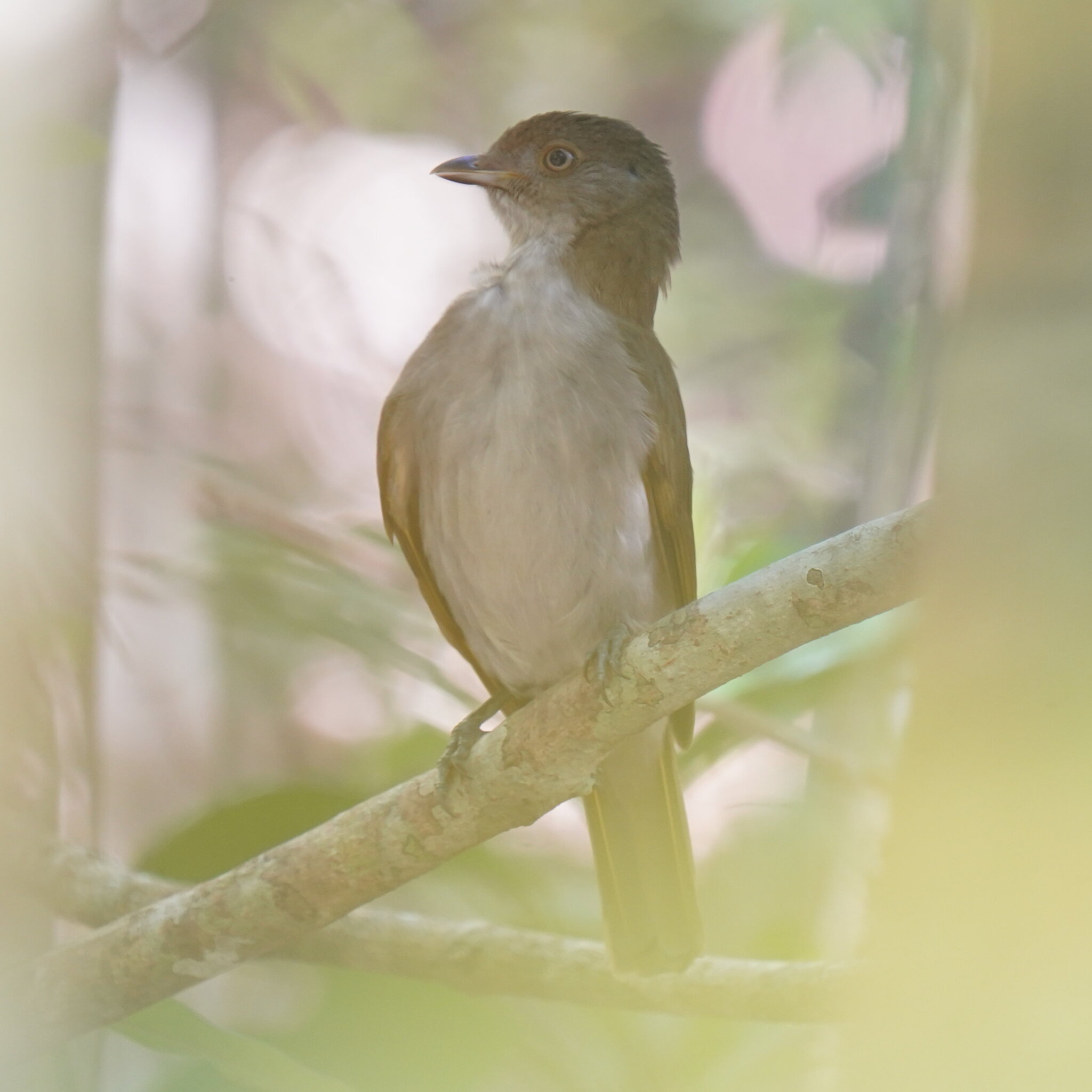 Golden Bowerbird (Prionodura newtoniana), photo 4