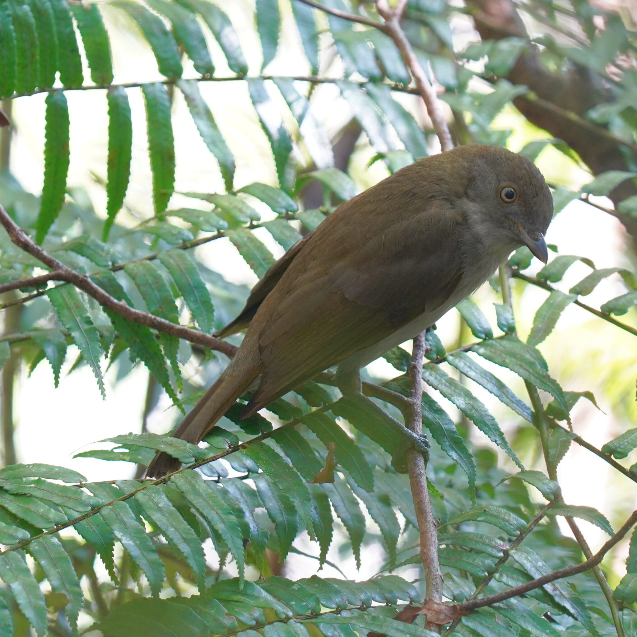 Golden Bowerbird (Prionodura newtoniana), photo 3