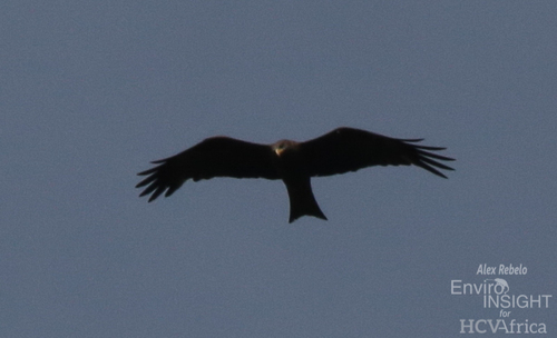 Yellow-billed Kite