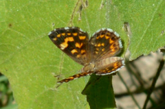 Aricoris signata