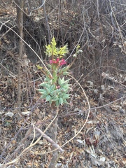 Vasconcellea parviflora