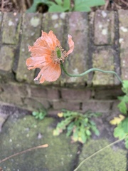 Papaver atlanticum