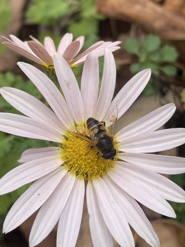 Unknown species found near Crystal St, Wakefield, MA, US