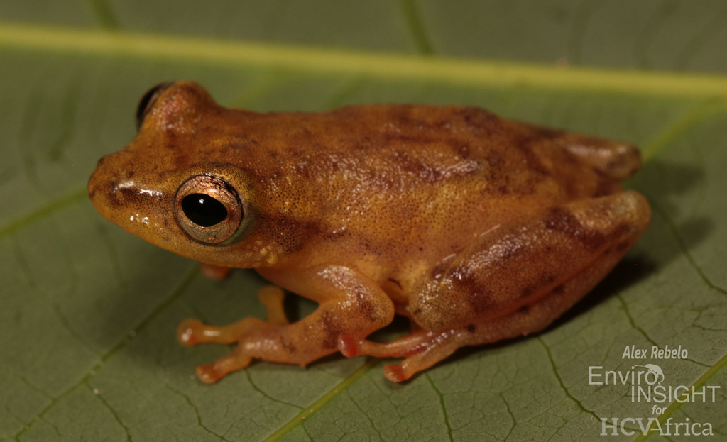 Tanzania Reed Frog