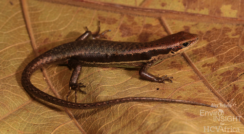 Senegal Mabuya