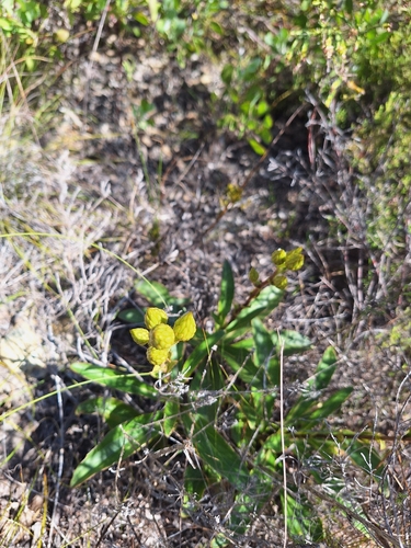 Soft Capethistle (Berkheya herbacea)
