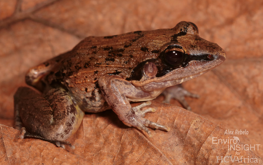 Forest Grass Frog