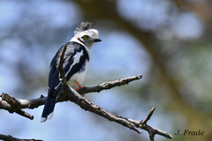 Grey-Crested Helmetshrike photo 2