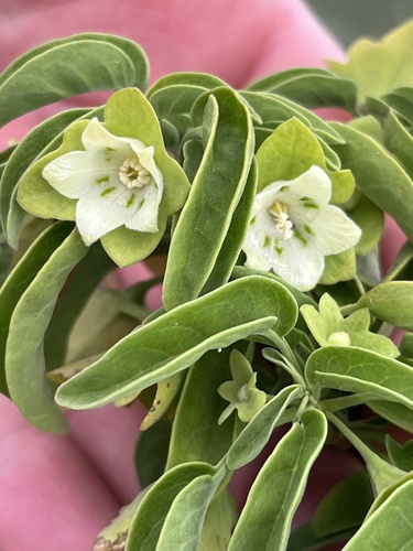 Saint Helena boxwood (Mellissia begoniifolia)