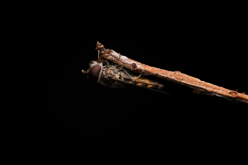 Common Halfband photo 5