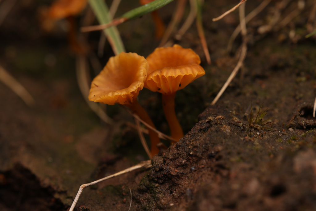 Lichenomphalia chromacea · October 2025 · photo: © bioshots_jm (iNaturalist, CC)