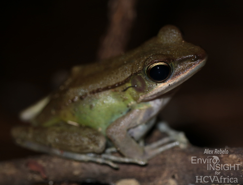 Lesser White-Lipped Frog