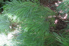 Acacia cognata