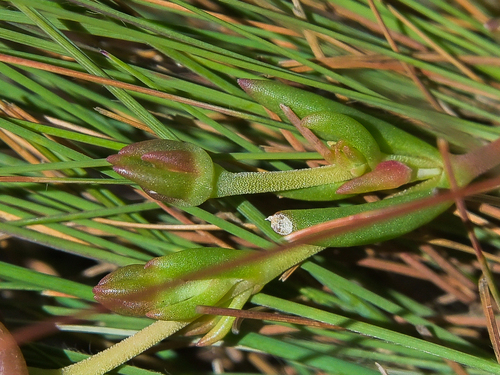 Petit Pourpier 2