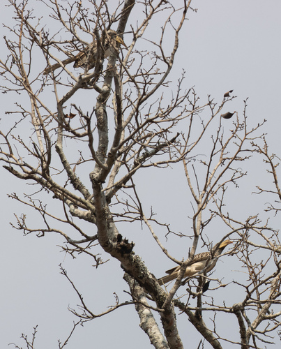 Pale-billed Hornbill (Lophoceros pallidirostris)