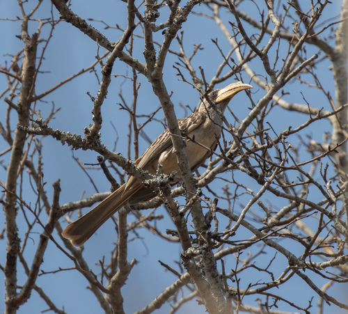 Pale-billed Hornbill (Lophoceros pallidirostris), photo 2