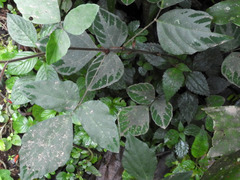 Hylodesmum repandum