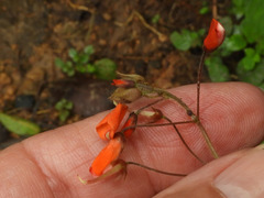 Hylodesmum repandum