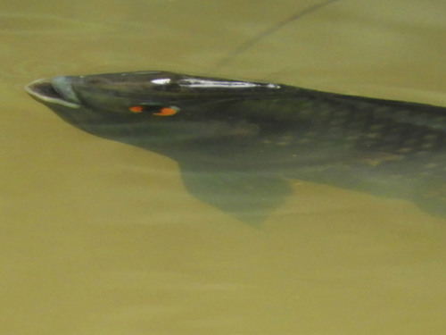 Blue-spotted Tilapia