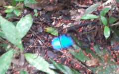 Morpho menelaus amathonte