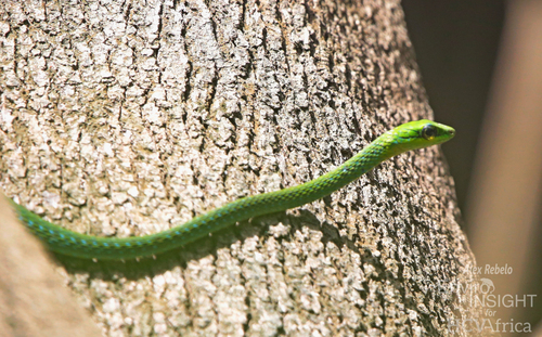 Emerald Snake