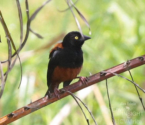 Chestnut-and-black Weaver