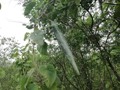 Polystemma cordifolium