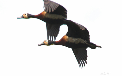 White-faced Whistling-Duck