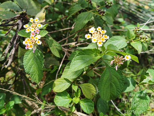 common lantana