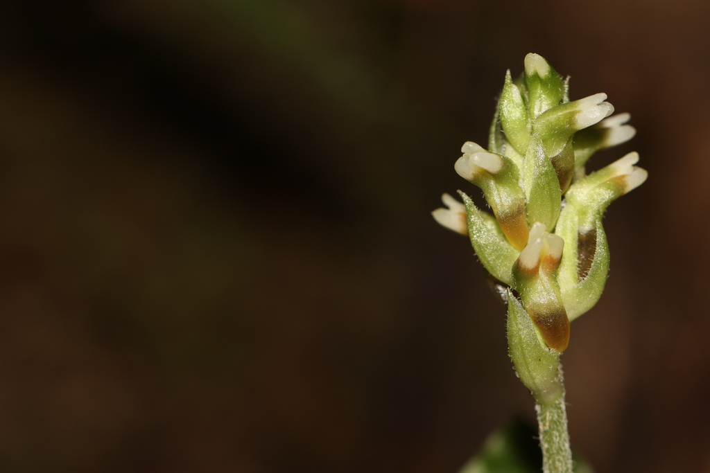 Vrydagzynea formosana