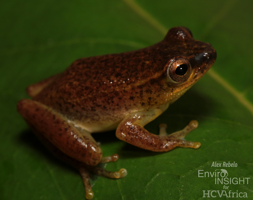 Dotted Reed Frog