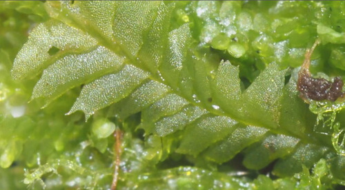 Cryptolophocolea ciliolata observed 2025-10-17