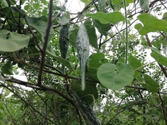 Polystemma cordifolium