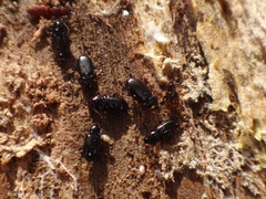 Mioptachys flavicauda