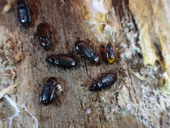 Mioptachys flavicauda