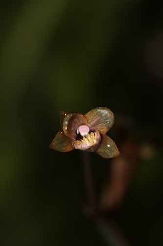 Lecanorchis virella