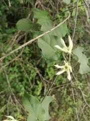 Polystemma cordifolium
