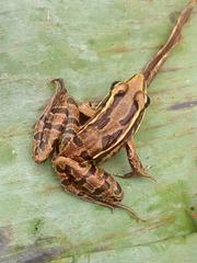 Lithobates forreri