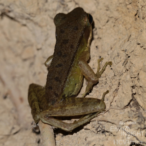 Lesser White-Lipped Frog