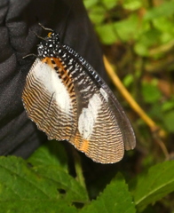 Elymnias bammakoo
