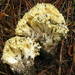 Yellow Coral Mushroom - Photo (c) Ron Pastorino, some rights reserved (CC BY-SA)