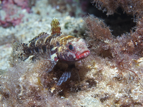 Gobius cruentatus