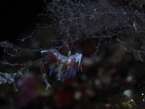 Cratena peregrina