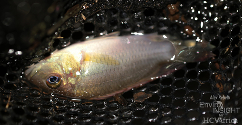 Günther's Mouthbrooder