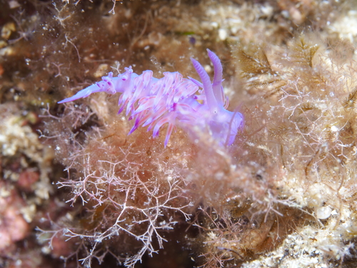 Flabellina affinis