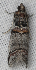 Acrobasis tricolorella