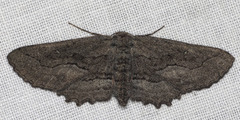 Aethaloida packardaria