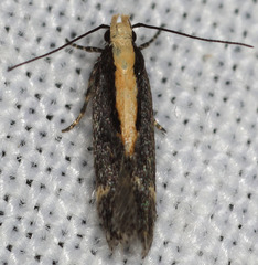 Aroga paraplutella